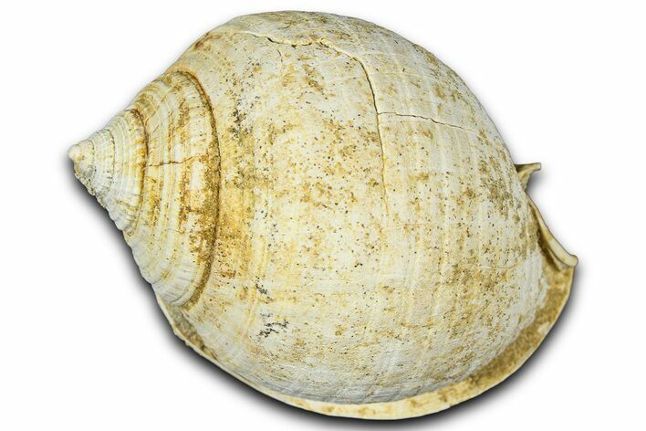Miocene Fossil Sea Snail (Semicassis) Shell - France #365499